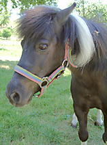 Unser Pony