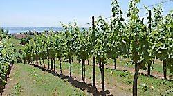 Unser Weinberg